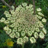 Kada saditi šargarepu pre zime